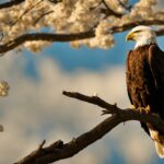 where eagles fly bed & breakfast