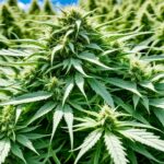 is recipe 420 soil good